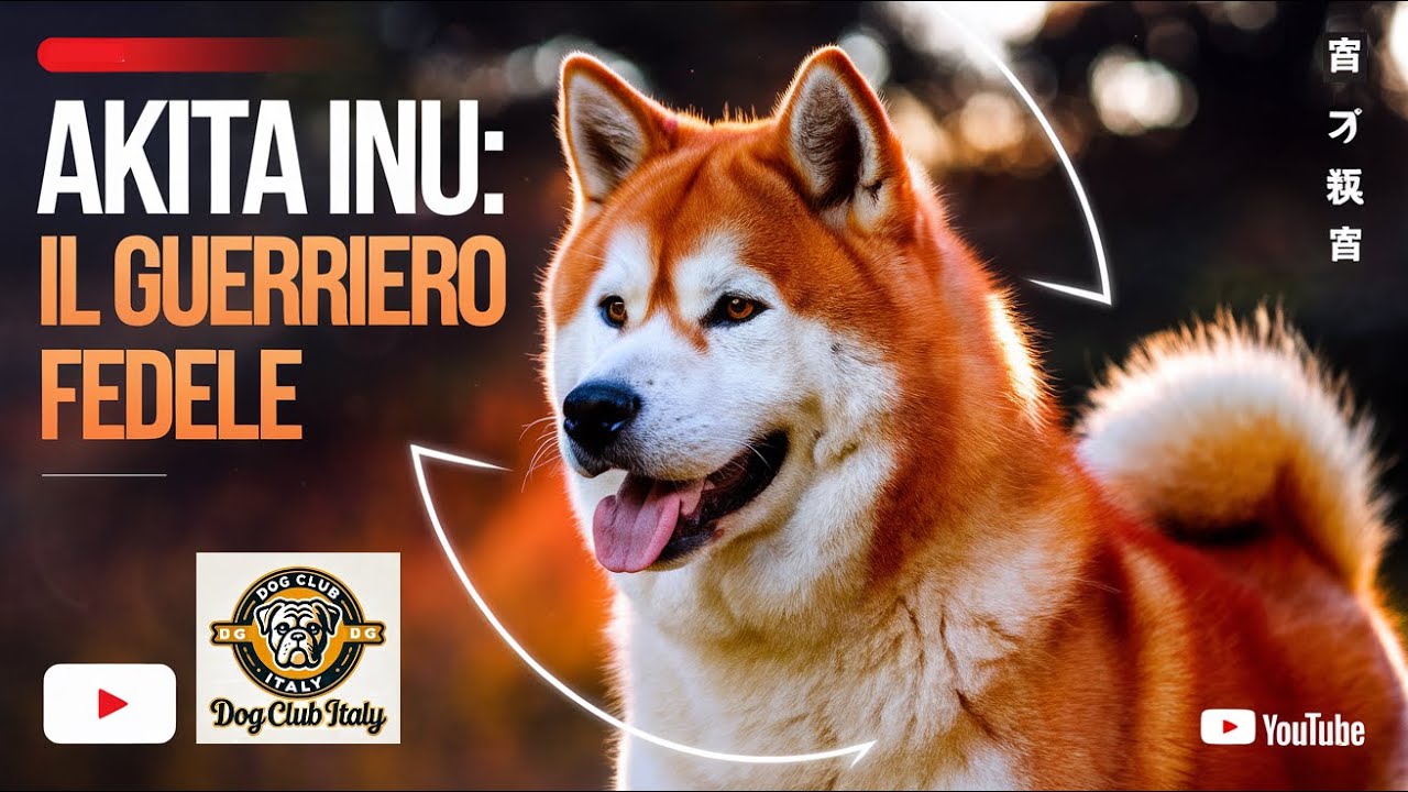 AKITA INU: IL GUERRIERO FEDELE VENUTO DAL GIAPPONE! #akitainu  #canigiapponesi #akita #cane