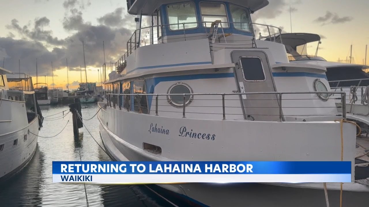 Whale watching returns to Lahaina Harbor
