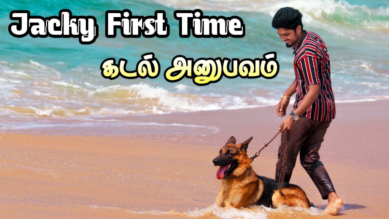 Jacky on beach 🔥🔥🔥 | I took my German shepherd to sea 🚣