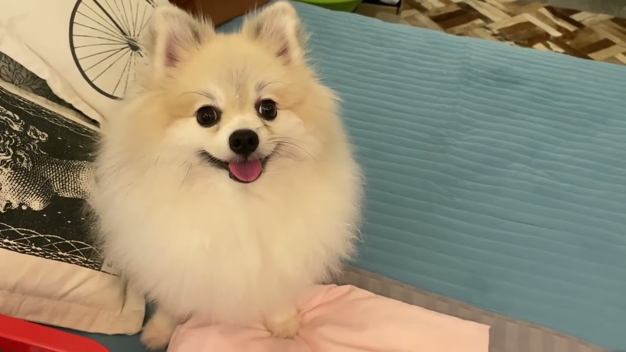 POM CAN’T TAKE HER EYES OFF FROM THE THE SLEEPY CAT #watchful_dog