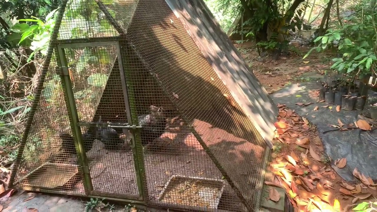 കോഴിക്കൂട്