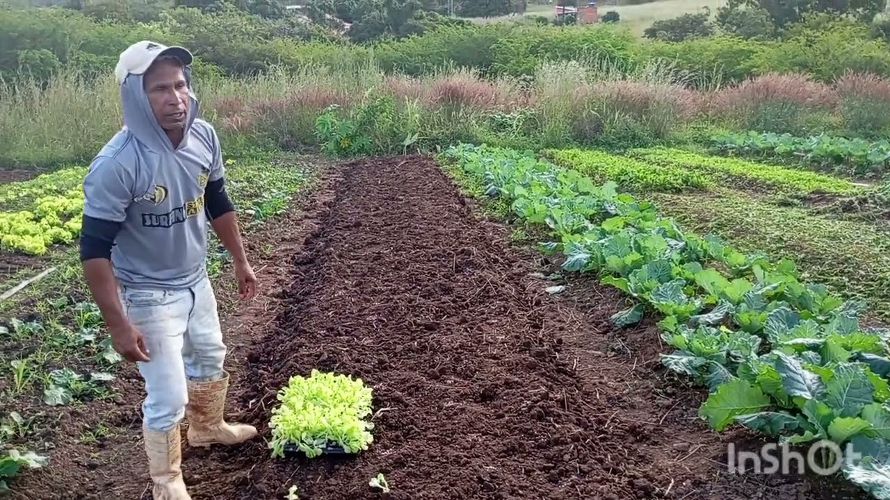 Plantação de muda de alface