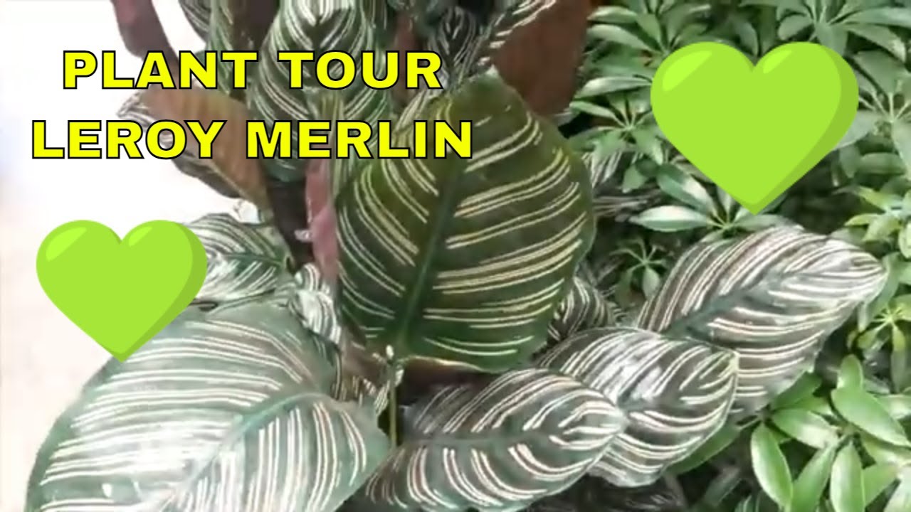 💚PLANT TOUR LEROY MERLIN💚