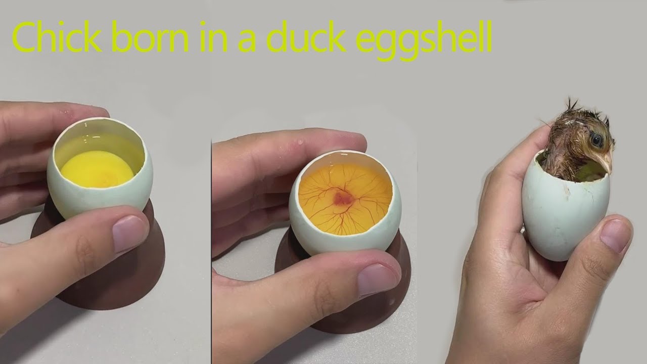 How to Make Life in broken Eggshell TimeLapse Day1-Day 21  Chick Hatched in a Duck eggshell
