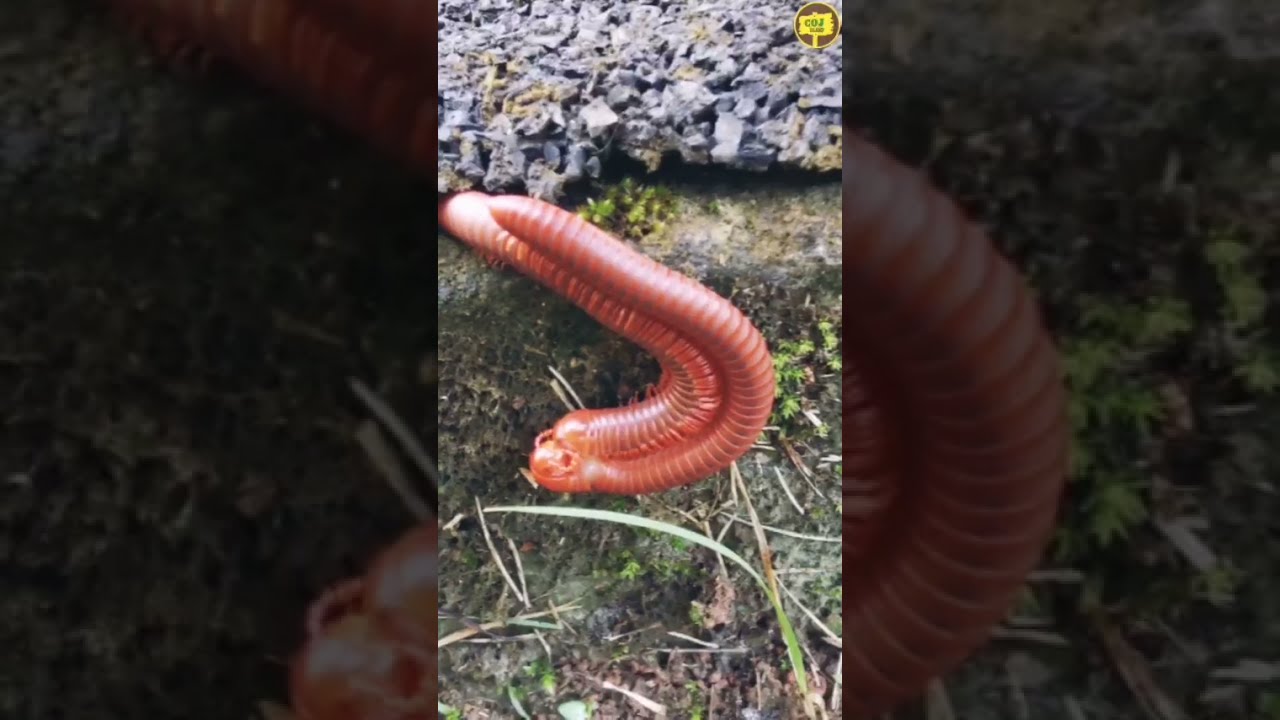 #shorts | Mating Millipede