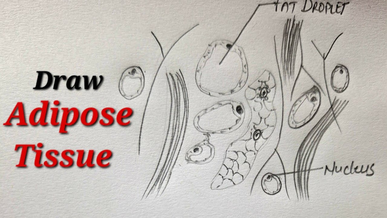 Adipose tissue drawing easy class 9, Draw adipocyte class 9, Draw adipose connective tissue class 9
