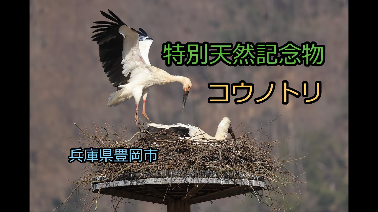 【野鳥撮影旅行】コウノトリの郷公園 兵庫県豊岡市