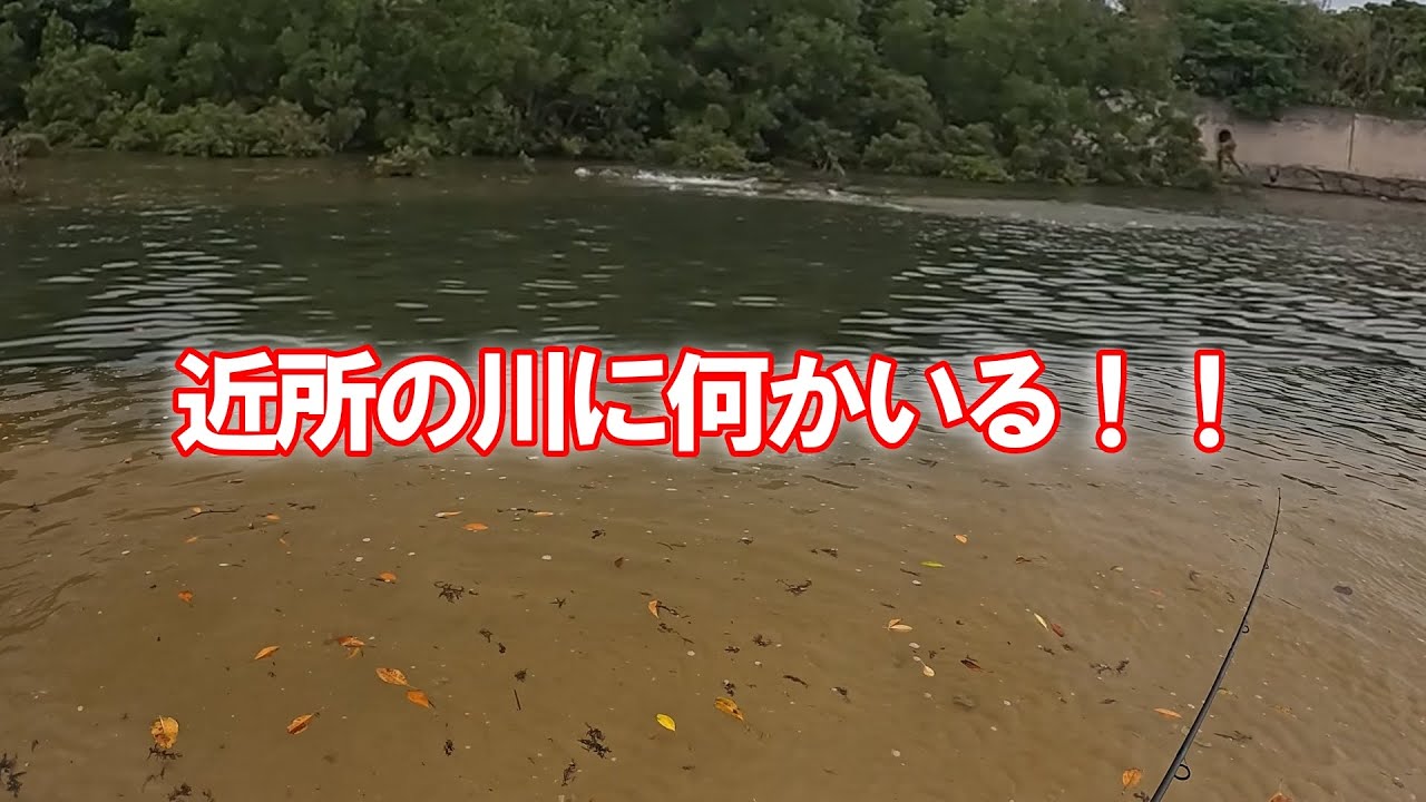西表島のコトヒキは美味い！！（危険）