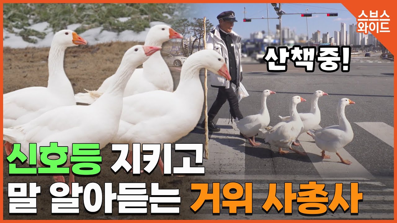 빨간불에 서고,가게밖서 주인기다리는 중.. 거위IQ 최고!