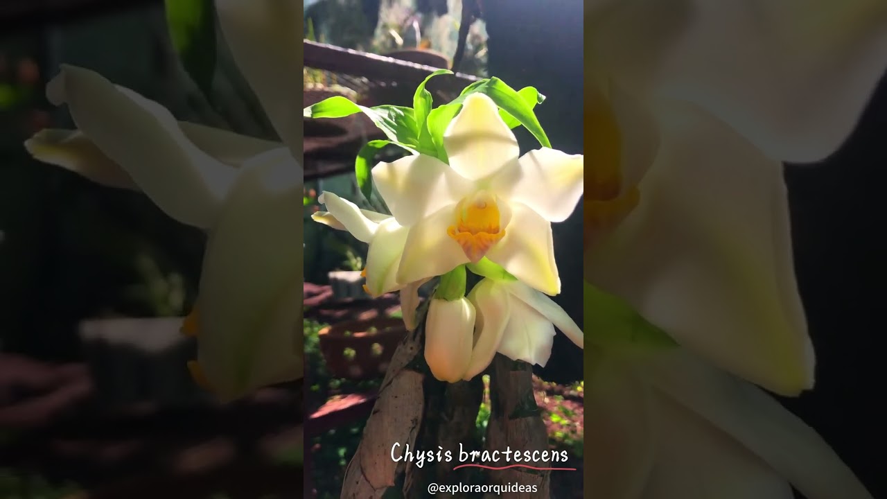 Chysis bractescens