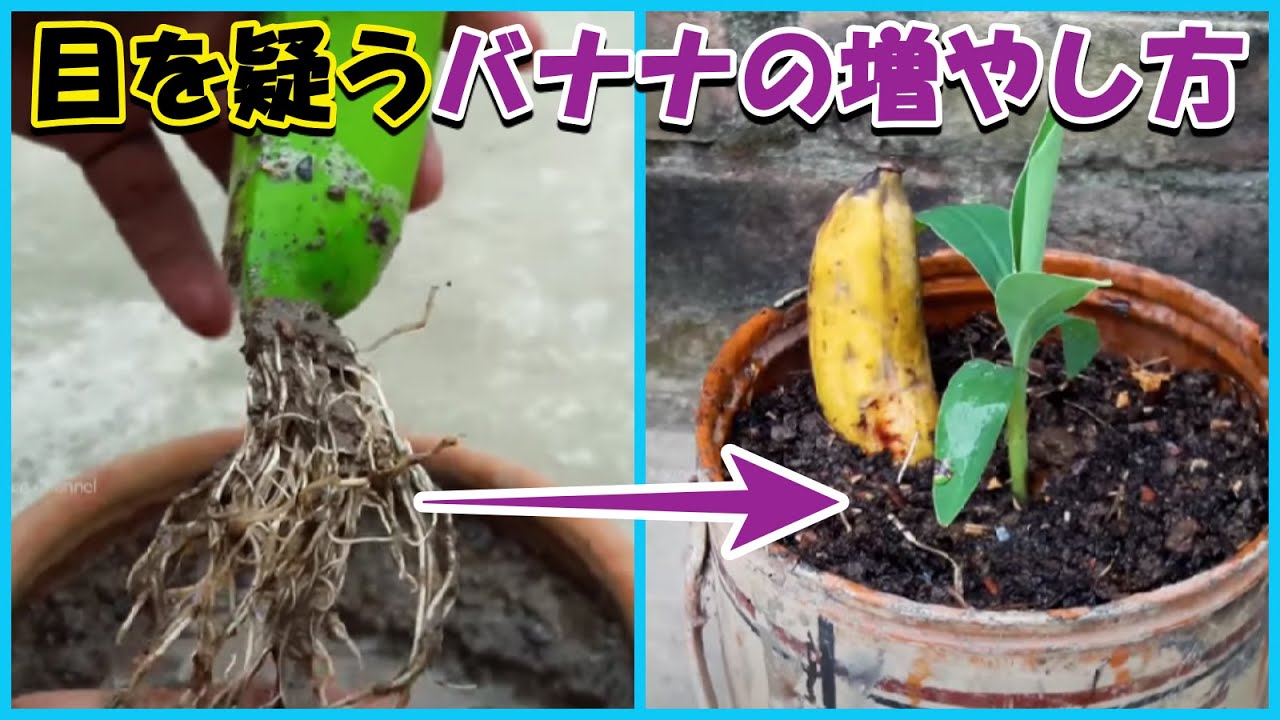 詐欺？エンタメ？目から鱗の栽培方法？世界には色んな園芸YouTuberが一杯：「バナナでバラを挿し木・発根」「市販のバナナの種を発芽させる」などなど