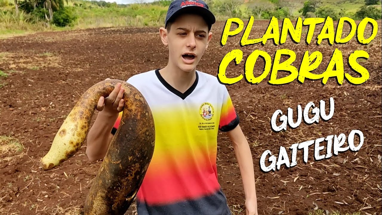 Gugu Gaiteiro - Plantando Porongos