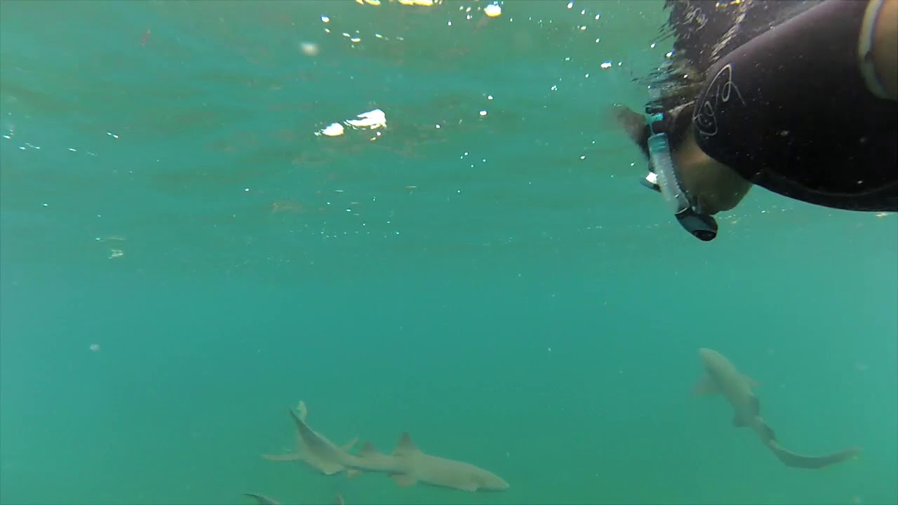 Snorkeling with Nurse Sharks