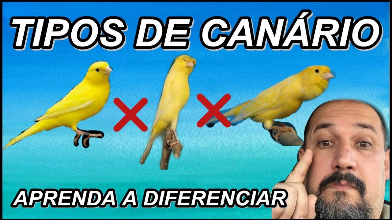 💥 QUAIS SÃO OS TIPOS DE CANÁRIO  APRENDA A DIFERENCIAR !