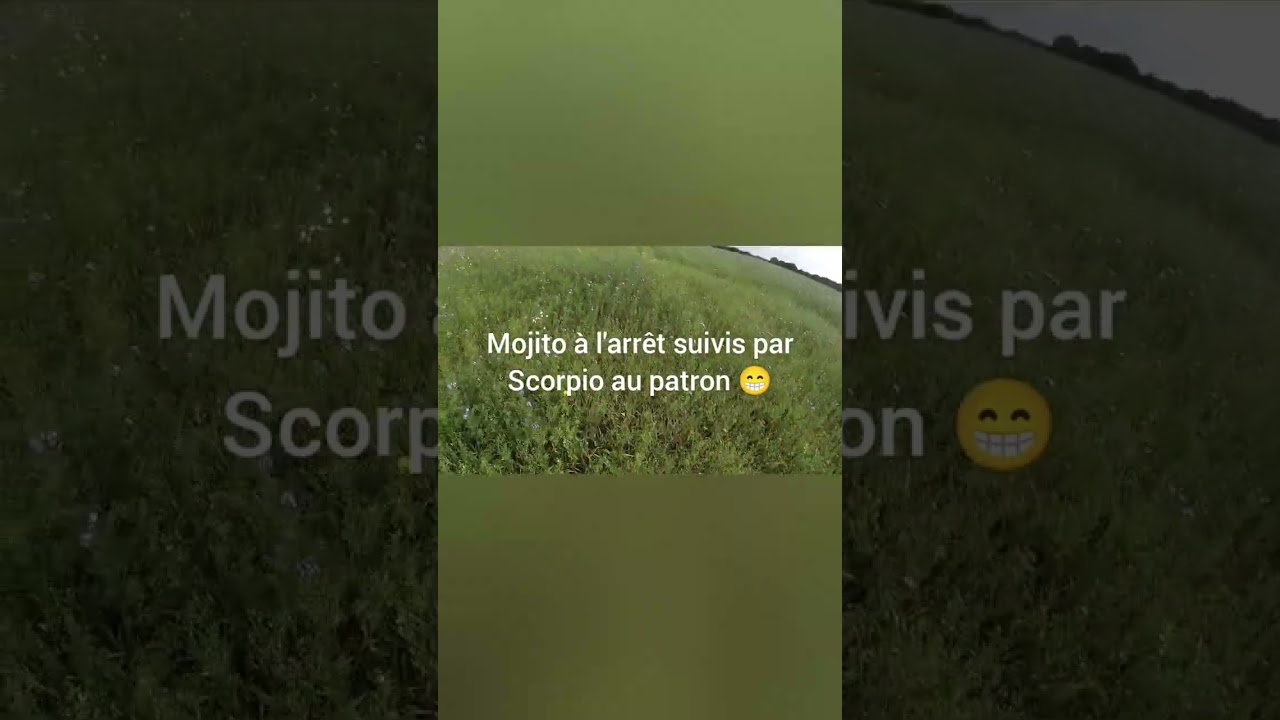 Chasse en Bretagne avec Magnifique travail des chiens sur faisans 😁😁