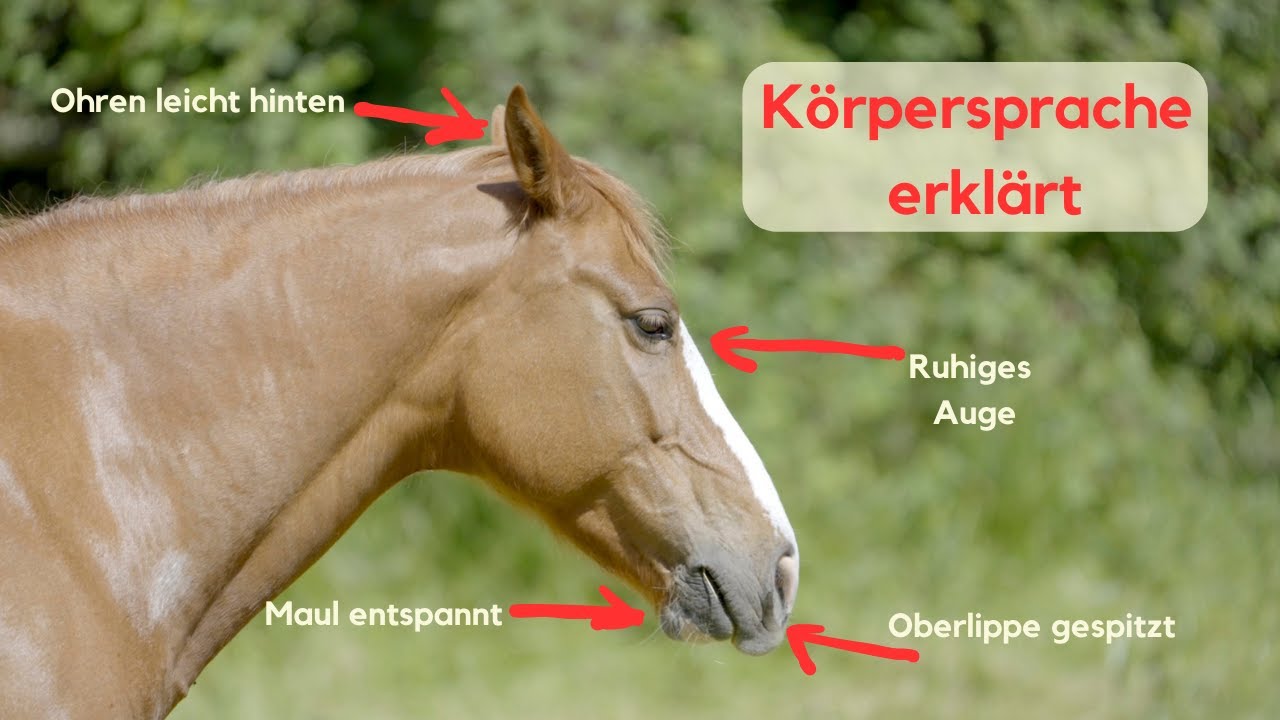 Körpersprache erklärt: Mimik und Gestik. Wann droht ein Pferd, wann möchte es Fellpflege machen?