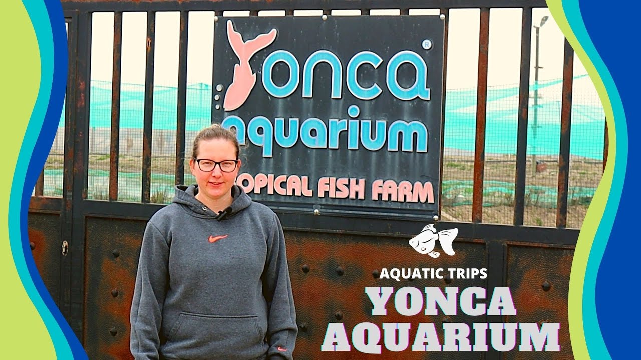 Największa farma welonów w Turcji: Yonca Aquarium!