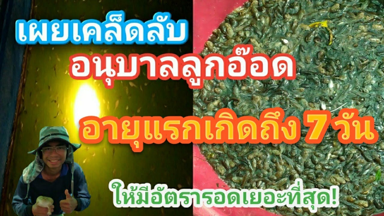 อนุบาลลูกอ๊อดตั้งแต่แรกเกิดถึงอายุ 7 วันยังไงให้รอดเยอะที่สุด?