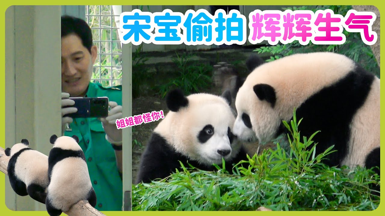 宝家族大熊猫日记-輝寶发现宋爺爺在偷拍宝家族，跑去抓宋爺爺失败，气愤地回来怪睿寶动作太慢了！#辉宝#睿宝#辉宝#爱宝乐园#熊猫#大熊猫#giantpanda #爱宝乐园#ruibao #huibao