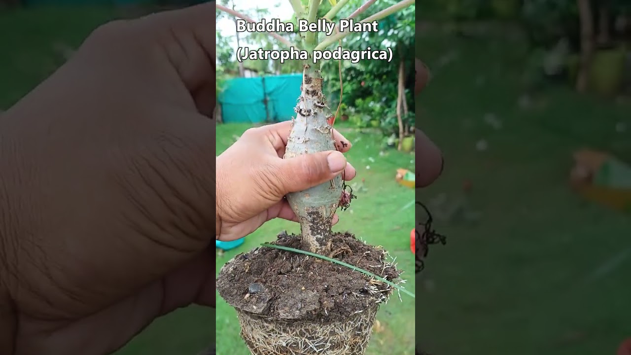 Is Buddha belly plant lucky || #shorts
