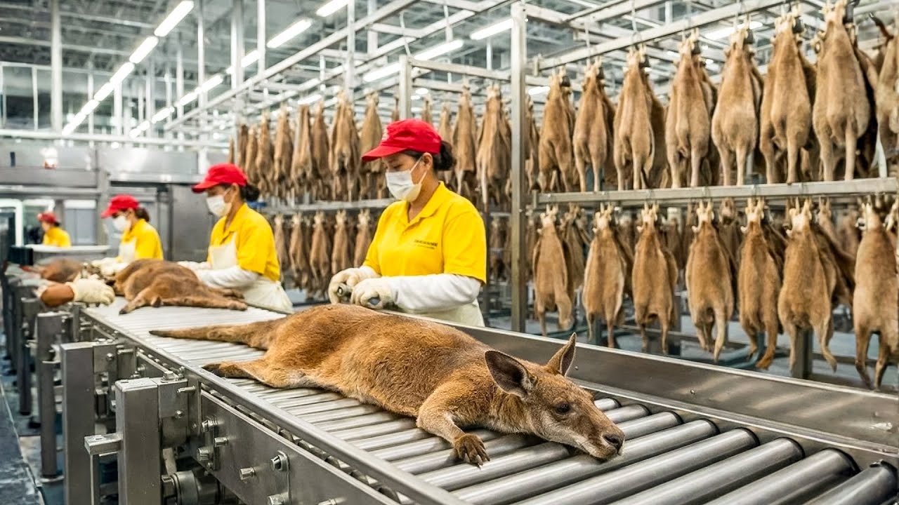 Inside the Kangaroo Leather Factory: From Outback to Premium Jumping Shoes (Full Process)