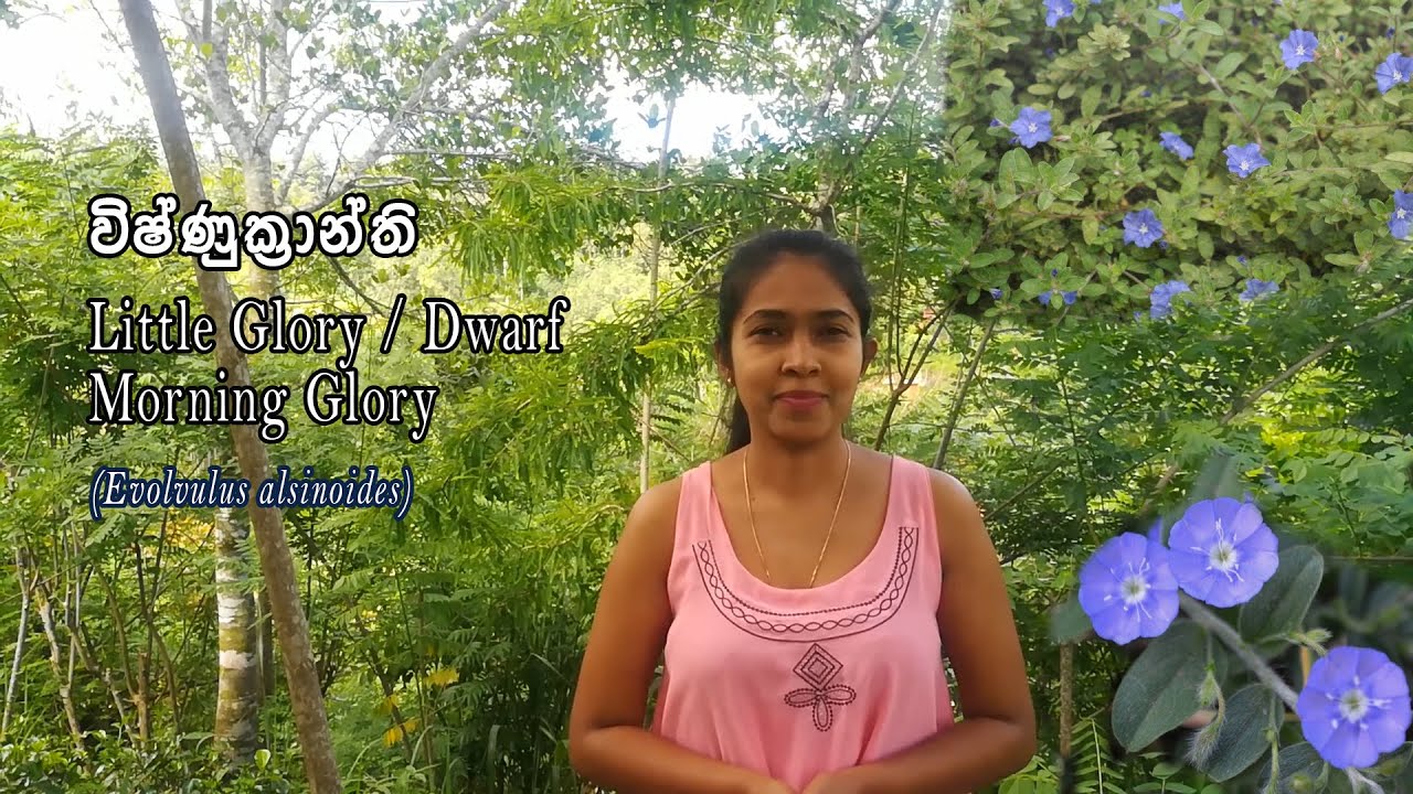 විෂ්ණුක්‍රාන්ති vishnukranthi ( Little Glory / Dwarf Morning Glory )
