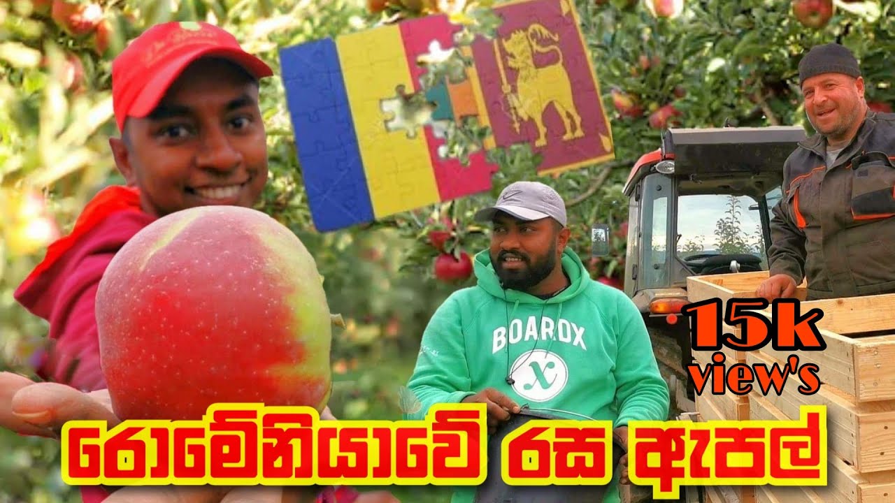 රොමේනියාවේ ඇපල්|Apple in Romania|măr în România