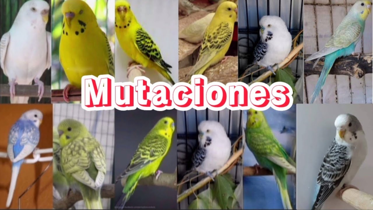 EL MEJOR TUTORIAL DE MUTACIONES DE PERIQUITOS #ideas #videos
