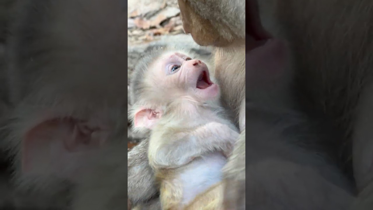 How amazing baby monkey Levy talking with his mom