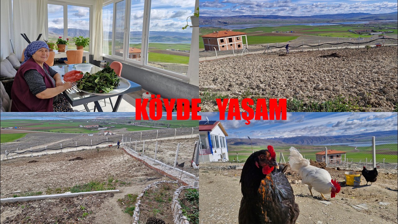 GÜNLÜK RUTİN İŞLERİMİZ BAHÇEMİZİ EMİME HAZIRLIYORUZ SEVİMLİ TAVUKLARIMIZ