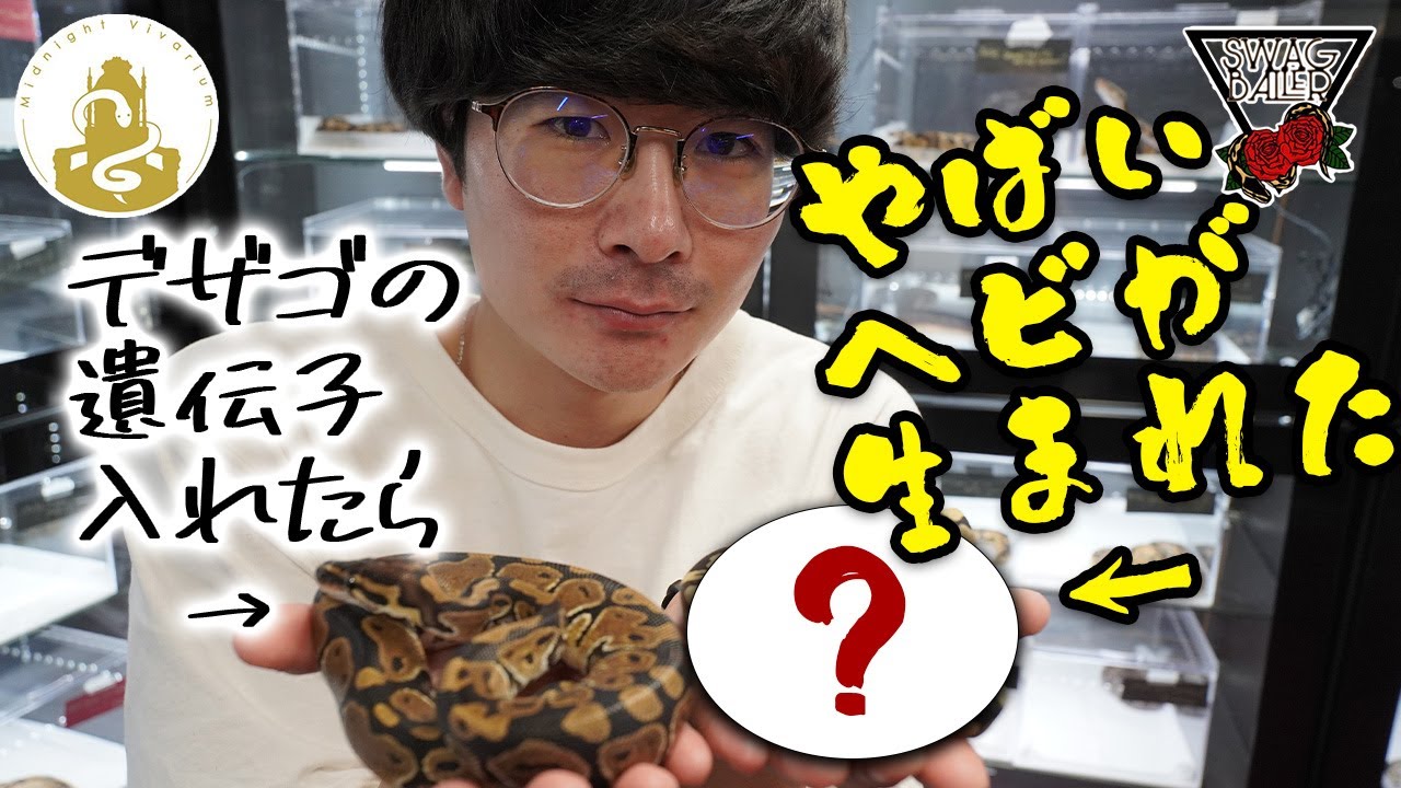 ボールパイソンのヤバすぎる突然変異・・・！！#SWAGBaller#爬虫類#浜松#静岡