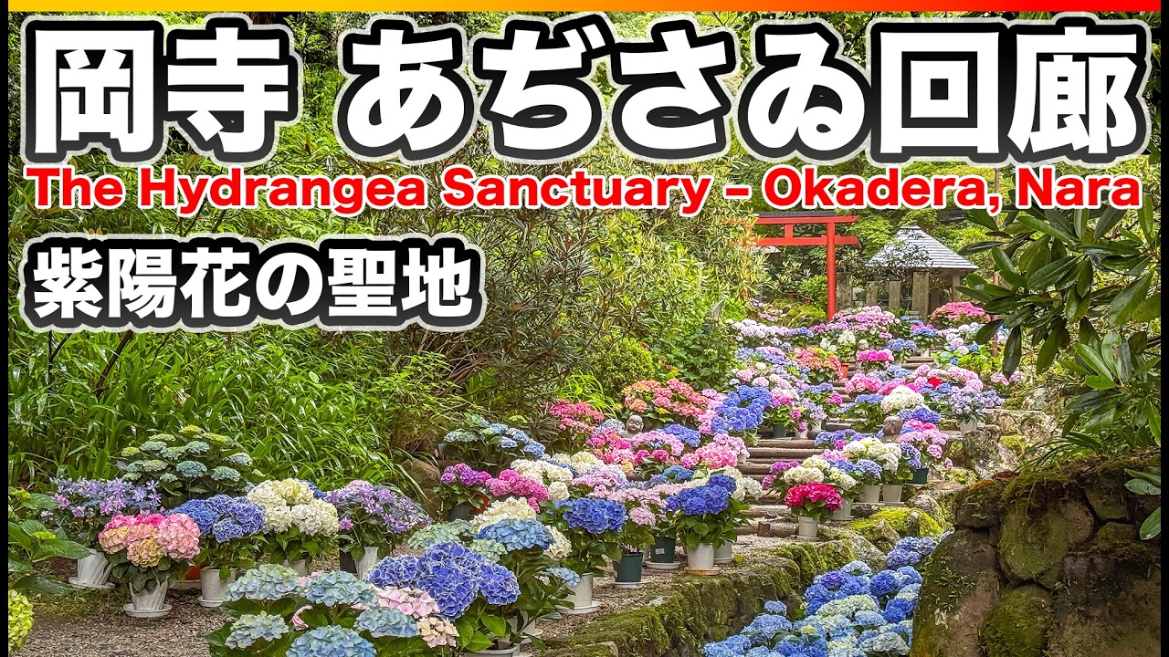 【速報】奈良・岡寺 “あぢさゐ回廊”梅雨の聖地は今が見頃 (6月平日／7月6日まで)雨に濡れる紫陽花が美しすぎた