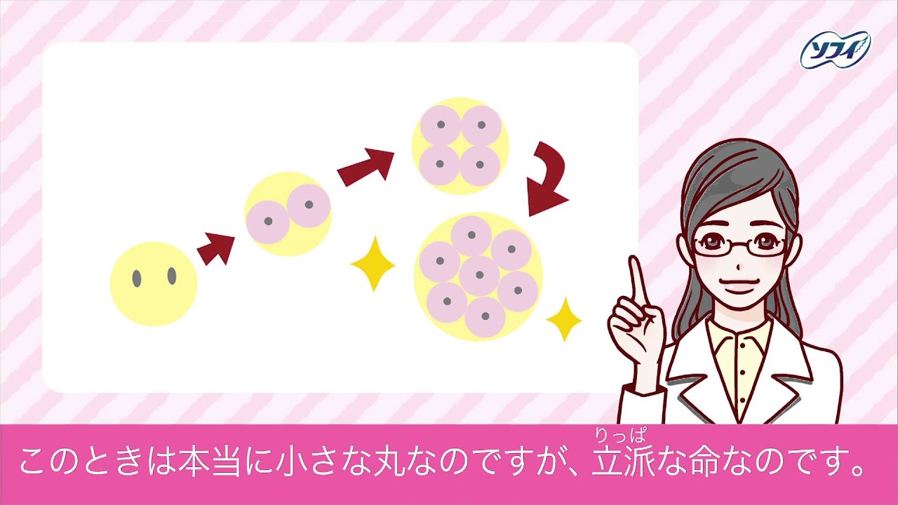 赤ちゃんってどうやってできるの？（妊娠のしくみ） 【ソフィ はじめてからだTV vol.4】