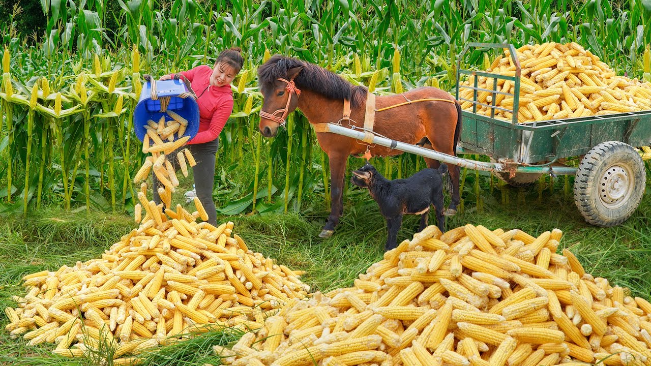 Use Horse Carts to Harvest Large Amounts of Crushed Corn for Livestock Feed. Ly Tieu Toan