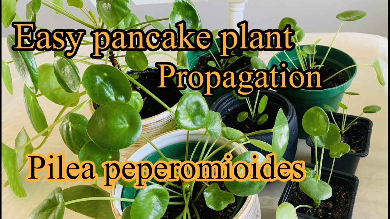 How to propagate Pancake plant (pilea peperomioides) my easy way. Zone 4 area BC  CA