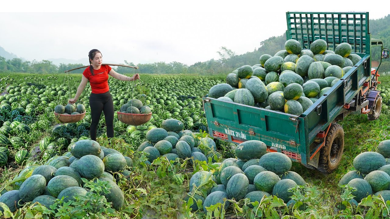 Buy Lots Of Watermelon From Villager, Use Truck Transport Many Watermelon Go To Market Sell