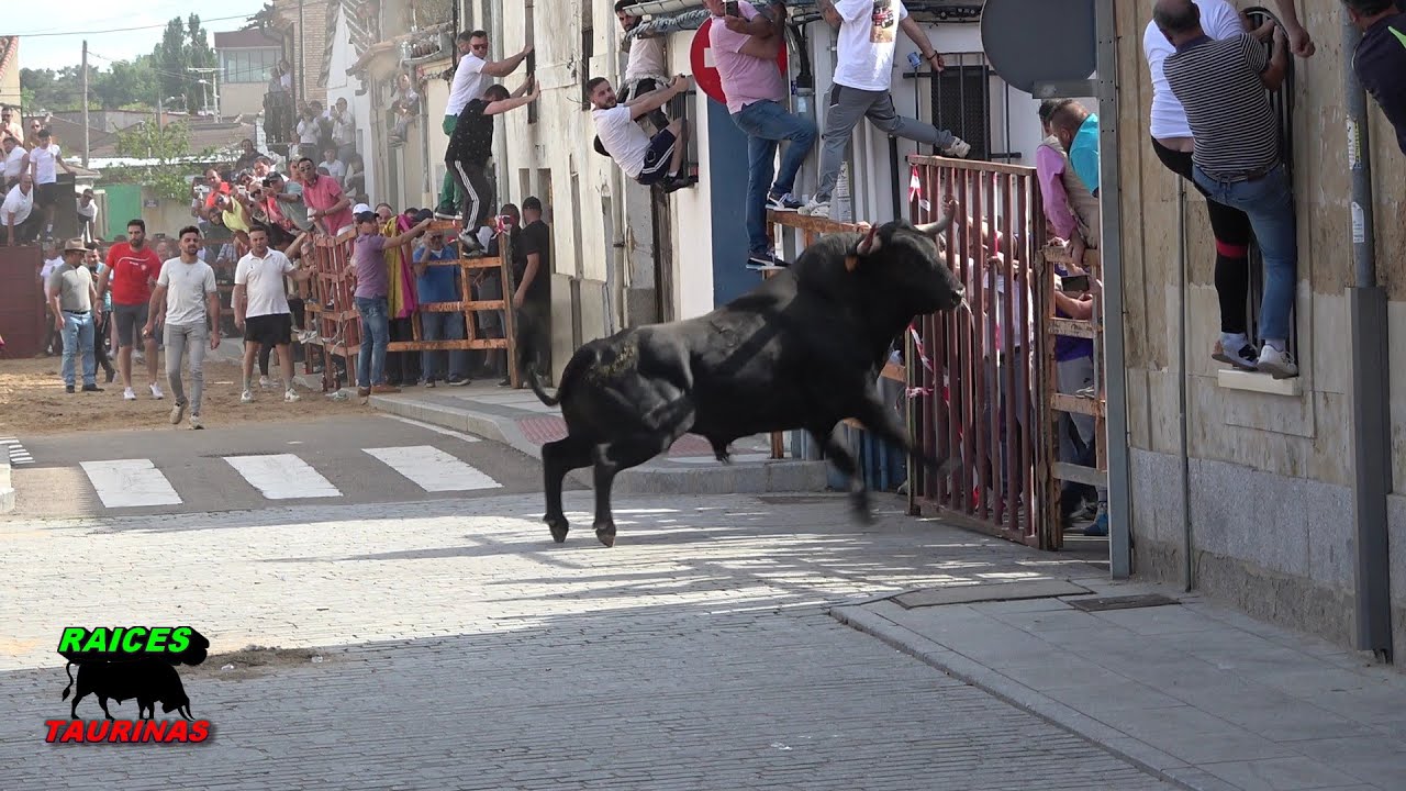 TORO DE SAN ISIDRO 2025 - CANTALPINO (SA)- 17 DE MAYO