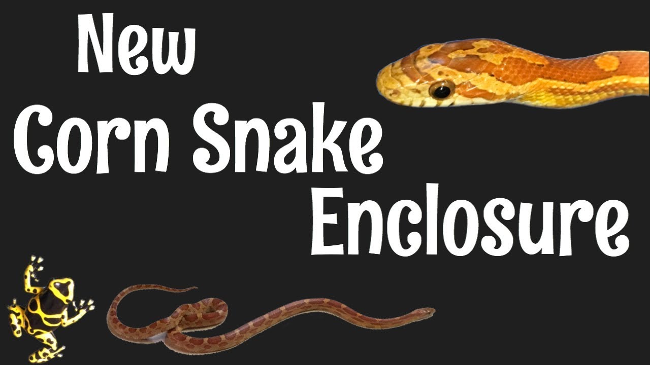 Corn Snake Vivarium Build
