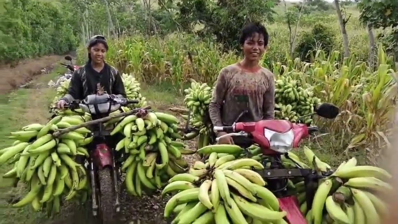 Belajar membatu orang tua # panen #pisang#hujan 🌦️