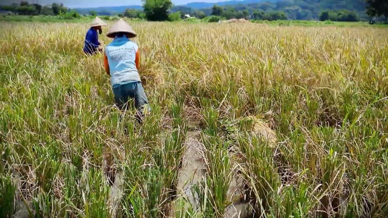 Village Life: Hand-Cutting Fresh Rice Crops _FarmersLife _Shorts