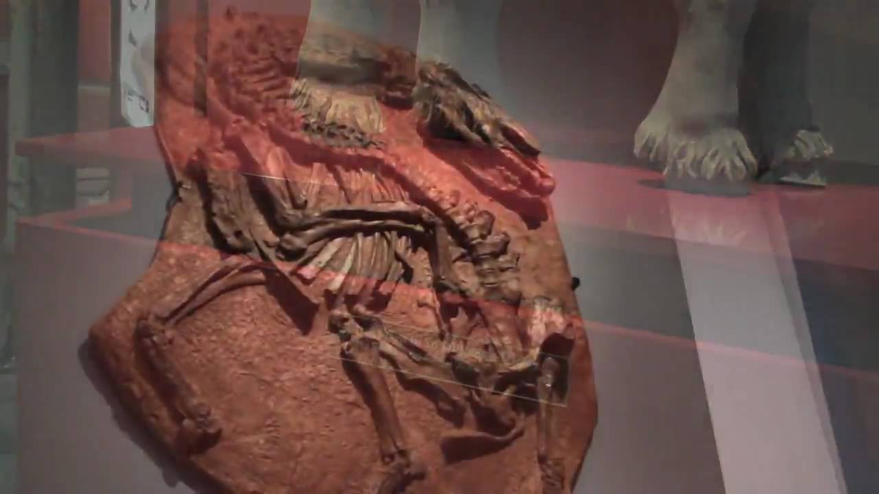 isibless im Pferdemuseum Münster - www.isibless.de