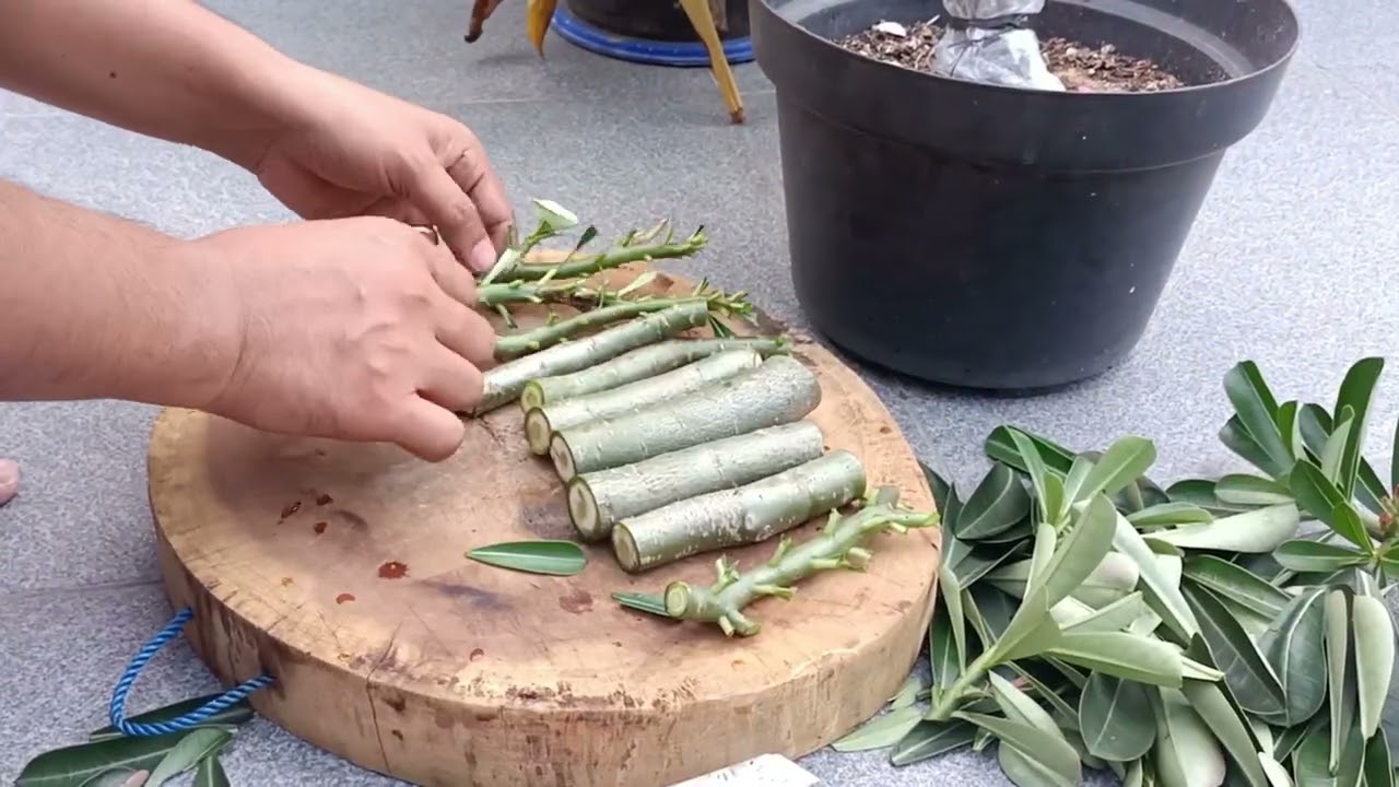 CARA MEMPERBANYAK ADENIUM DENGAN STEK BATANG SAMPAI UMUR 5 BULAN