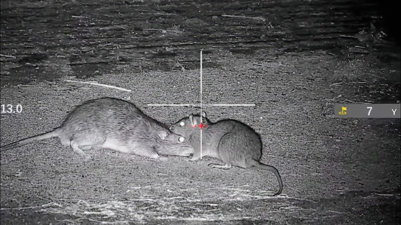 When RAT HUNTING becomes WAR!