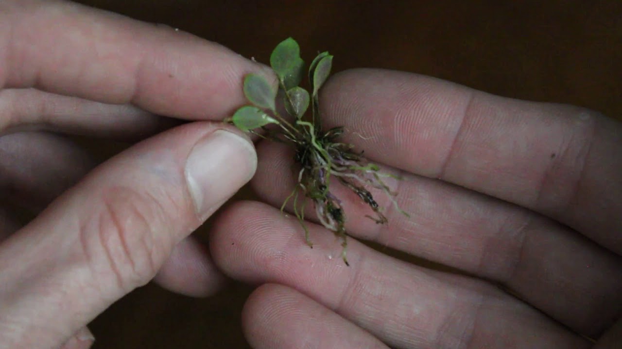 How to Handle Miniature Orchids and Prepare Them For a Mount or a Repot