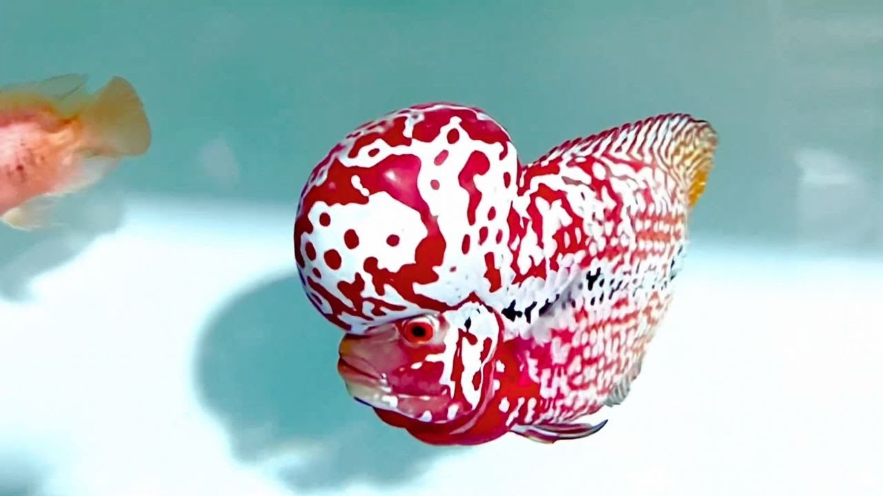 Top 8 Most Beautiful Flowerhorn Cichlid In The World