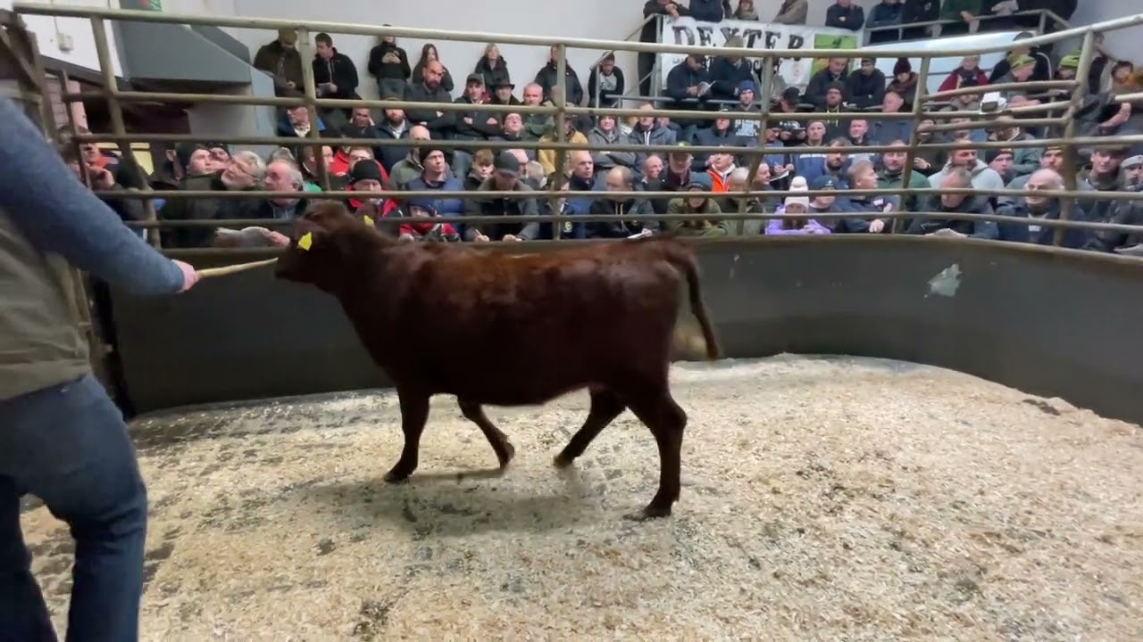 Donegal Dexter Group Show & Sale Raphoe Mart Friday 18th November 2022