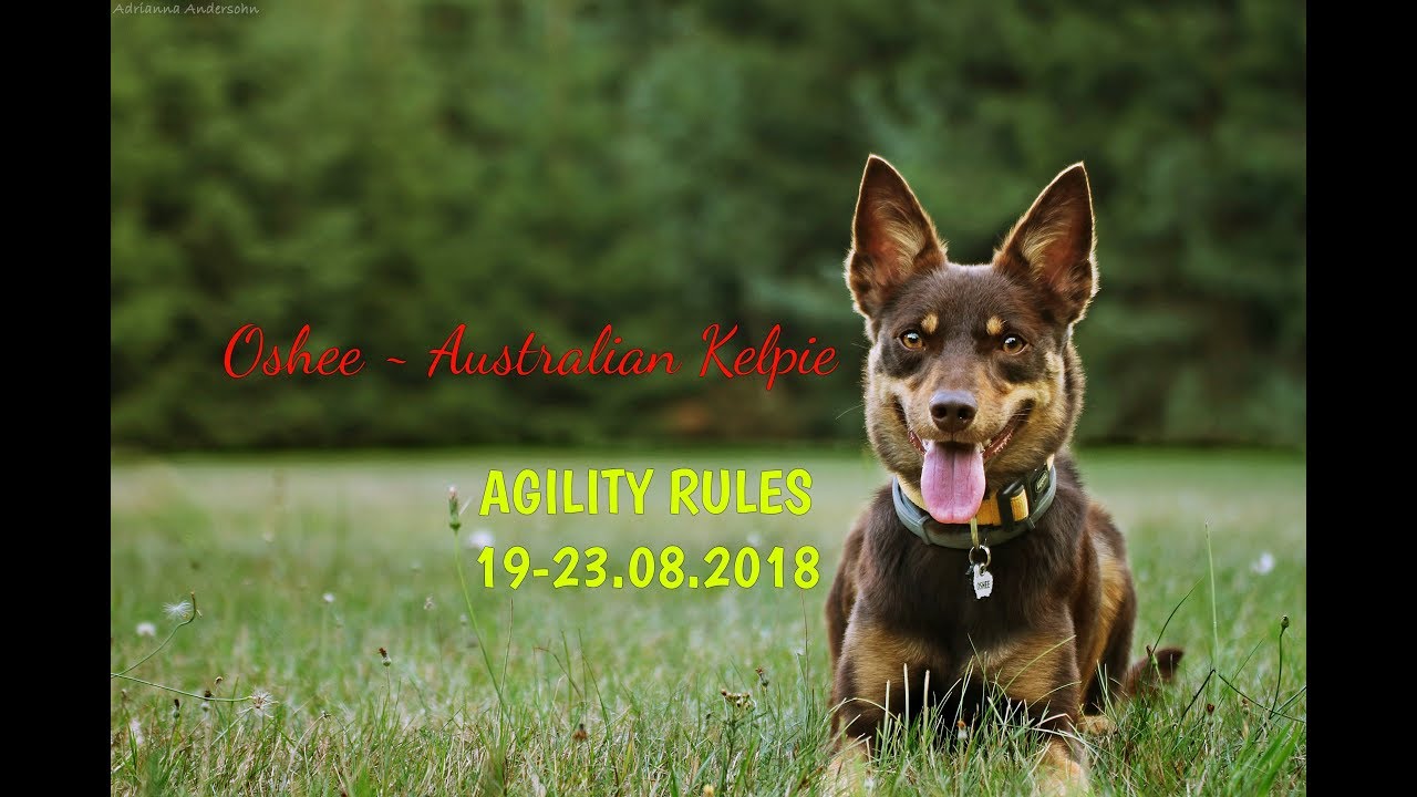 ※ Oshee - Australian Kelpie | Agility Rules ※