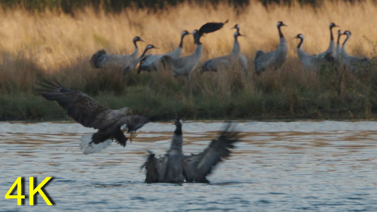 White-tailed Eagle attacks Crane