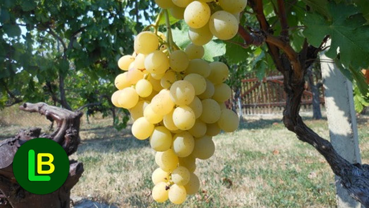 Sadnja vinove loze i podizanje vinograda - sve &scaron;to treba da znate