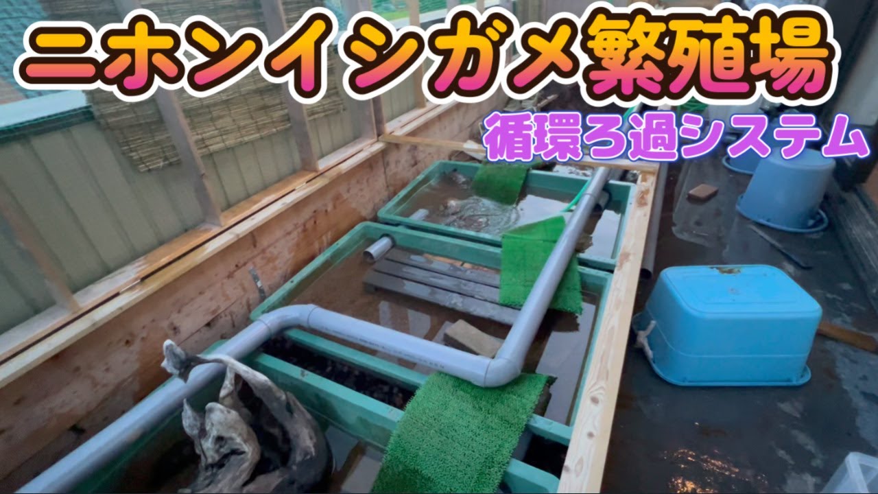 ニホンイシガメ大繁殖場☆最強循環式ろ過システム